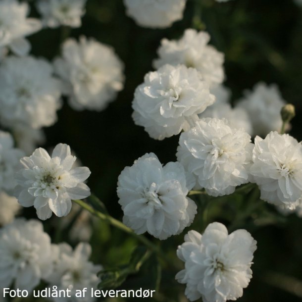 Achillea ptarmica 'Boule de Neige'.<br/>Nyser�llike