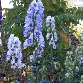 Aconitum carmichaelii 'Cloudy'.<br/>Stormhat