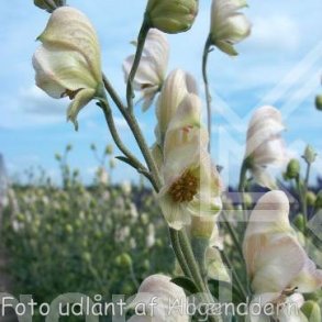 Aconitum napellus 'Rubellum'.<br/>Stormhat