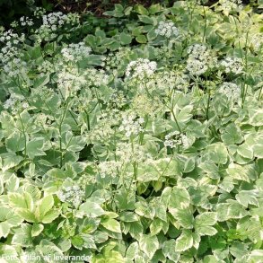 Aegopodium podagraria 'Variegatum'. <br/>Broget skvalderk�l