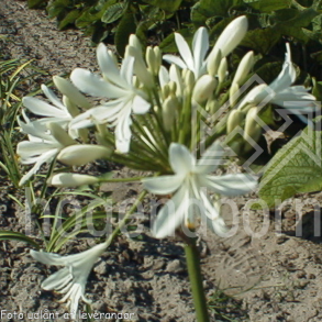Agapanthus africanus 'Albus'.<br/>Sk�rmlilje