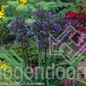 Agapanthus africanus.<br/> Sk�rmlilje