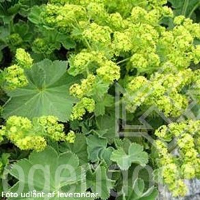 Alchemilla mollis 'Select'.<br/>L�vefod