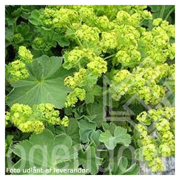 Alchemilla mollis 'Select'.<br/>L�vefod