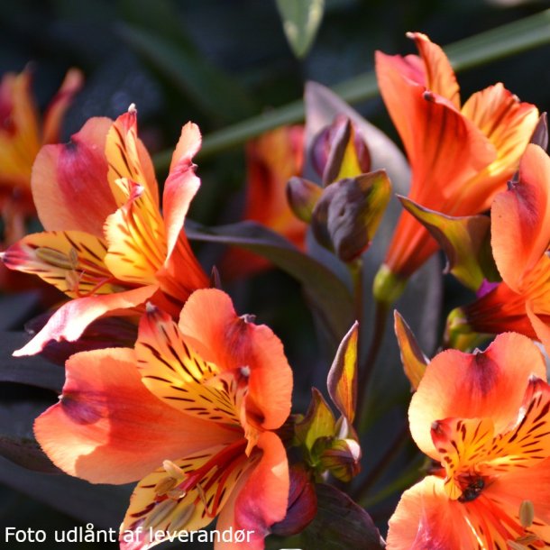 Alstroemeria 'Indian Summer'.<br/>Inkalilje