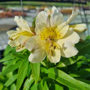 Alstromeria.<br/>Ukendt inkalilje. Sandsynligvis ikke vinterhrdfr