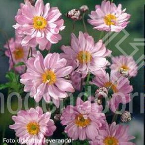 Anemone x hybrida 'Mont Rose'.<br/>Hstanemone