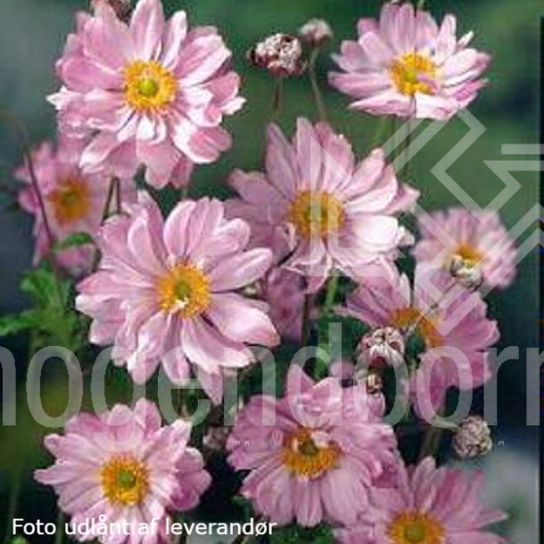 Anemone hybrida 'Mont Rose'.<br/>Hstanemone