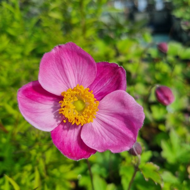 Anemone hupehensis 'Praecox'.<br/>Hstanemone