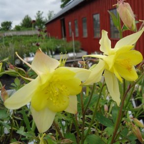 Aquilegia crysantha 'Yellow Queen'.<br/>Akeleje