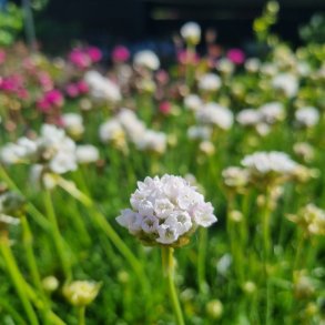 Armeria maritima 'Alba'.<br/>Engelsk gr�s
