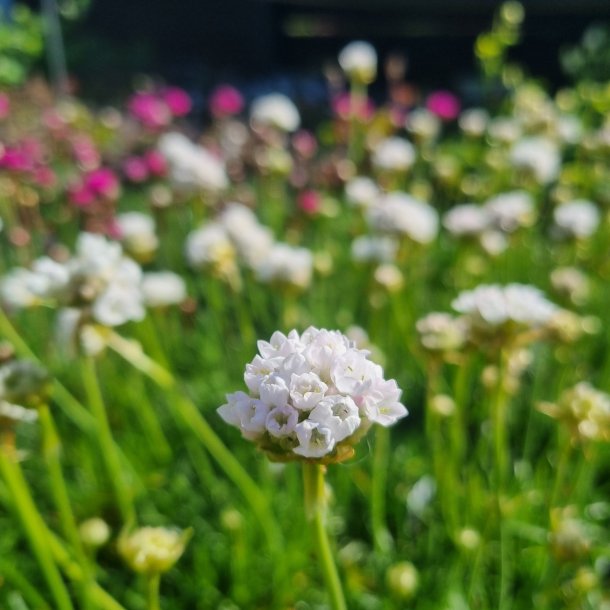 Armeria maritima 'Alba'.<br/>Engelsk grs