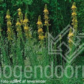 Asphodeline liburnica.<br/>Kejserlys