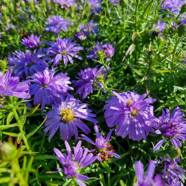 Aster dumosus 'Lady in Blue'.<br/>Pudeasters