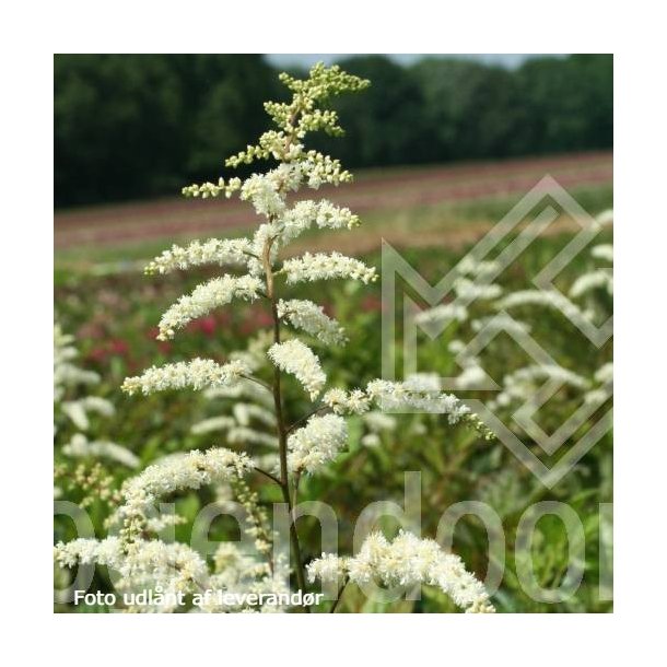 Plant Profile for Astilbe thunbergii 'Prof. van der Wielen' - Tall Japanese  Astilbe Perennial