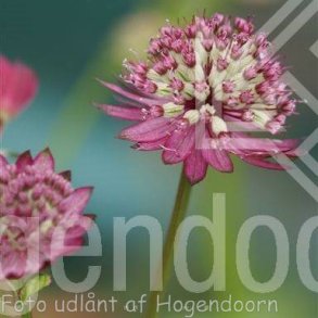 Astrantia major 'Primadonna'. <br/> Stjernesk�rm