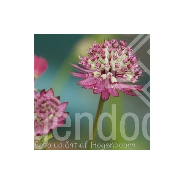 Astrantia major 'Primadonna'. <br/> Stjernesk�rm