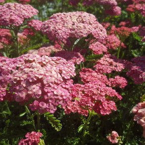 Achillea millefolium 'Apricot Delight'.<br/> R�llike
