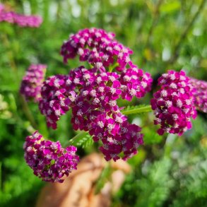Achillea millefolium 'Cerise Queen'.<br/>R�llike