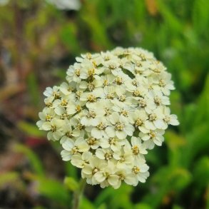 Achillea millefolium 'Rainbow Creme de la Creme'.<br/>R�llike