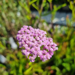 Achillea millefolium 'Lilac Beauty'.<br/>R�llike