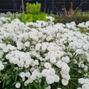 Achillea ptarmica 'Perry's White'.<br/>Nyserllike