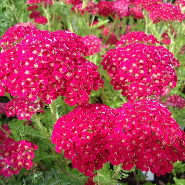 Achillea millefolium 'Pink Grapefruit'.<br/>R�llike