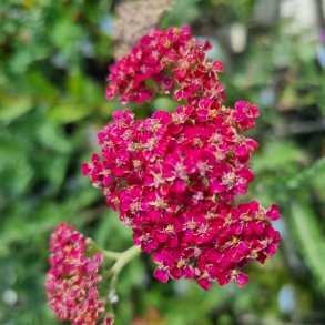 Achillea 'Renata'.<br/>R�llike