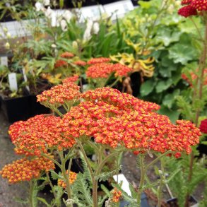 Achillea 'Safran'.<br/>R�llike