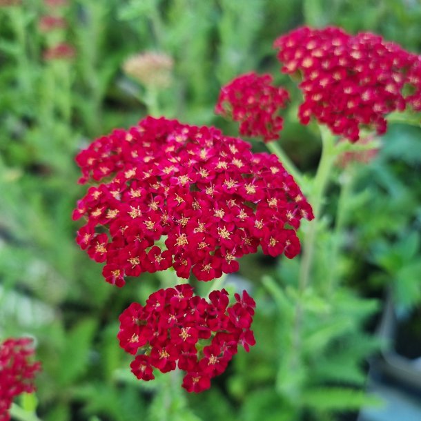 Achillea millefolium 'Sassy Summer Sangria'. <br/> Rllike