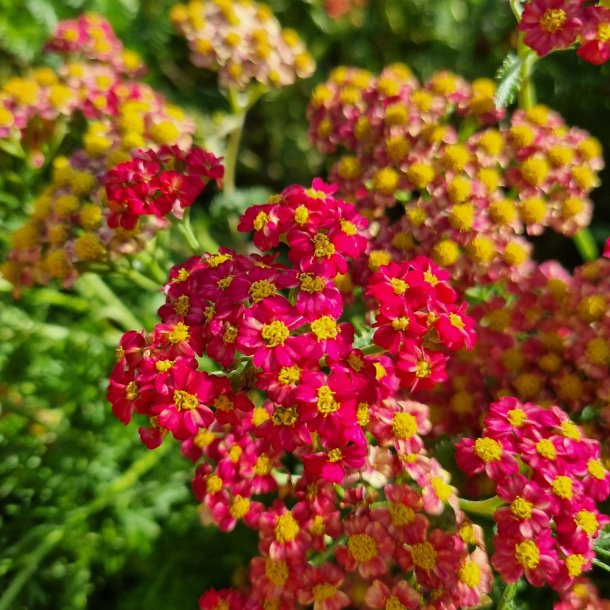 Achillea millefolium 'Skysail Fire'.<br/>Rllike