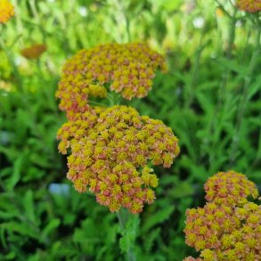 Achillea millefolium 'Skysail Yellow'.<br/>Rllike