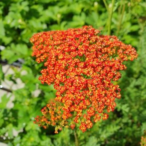 Achillea millefolium 'Sassy Summer Sunset'. <br/> Rllike