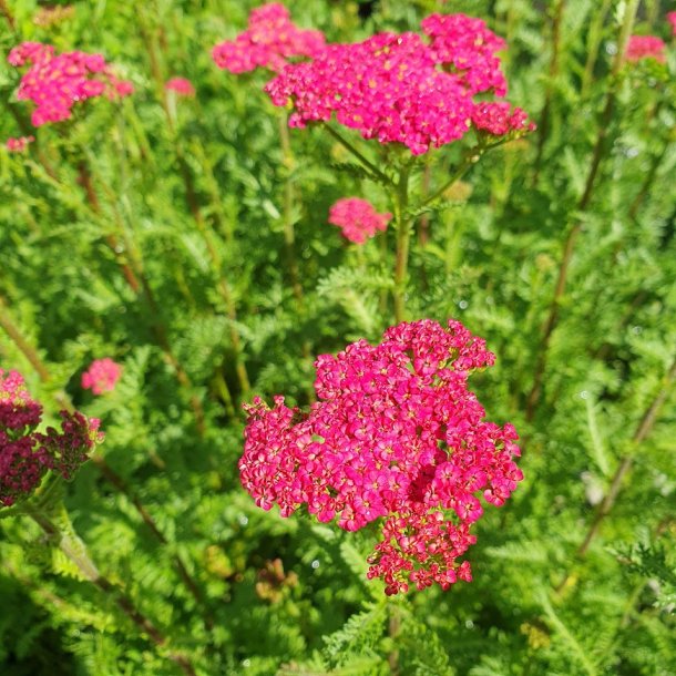 Achillea Sassy Summer 'Taffy'. <br/> Rllike