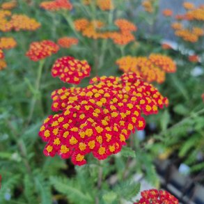 Achillea 'Walther Funcke'.<br/>Rllike