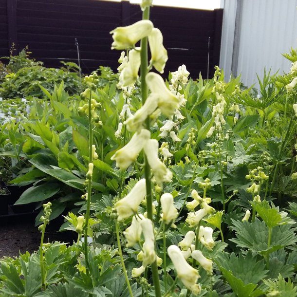 Aconitum septentrionale 'Ivorine'.<br/>Stormhat