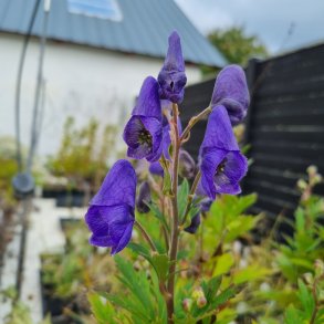 Aconitum carmichaelii 'Pershore Abbey'.<br/>Stormhat