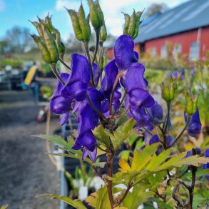 Aconitum seoulense.<br/>Stormhat