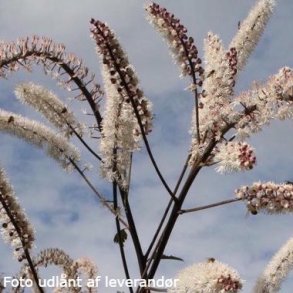 Actaea simplex 'Atropurpurea'.<br/>S�lvlys