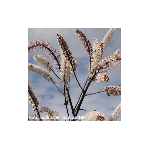 Actaea simplex 'Atropurpurea'.<br/>S�lvlys