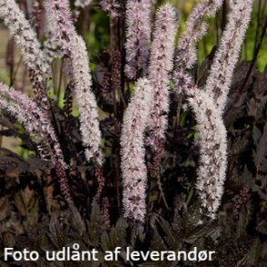 Actaea simplex 'Carbonella'.<br/>Slvlys