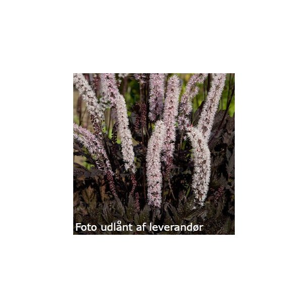 Actaea simplex 'Carbonella'.<br/>Slvlys