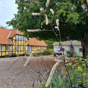 Actaea 'Queen of Sheba'.<br/>Slvlys