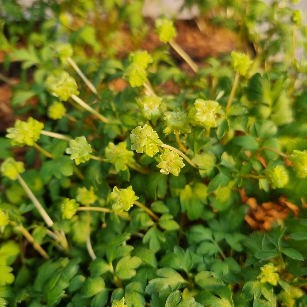 Adoxa moschatellina. Desmerurt - Stauder - A - Staudestedet