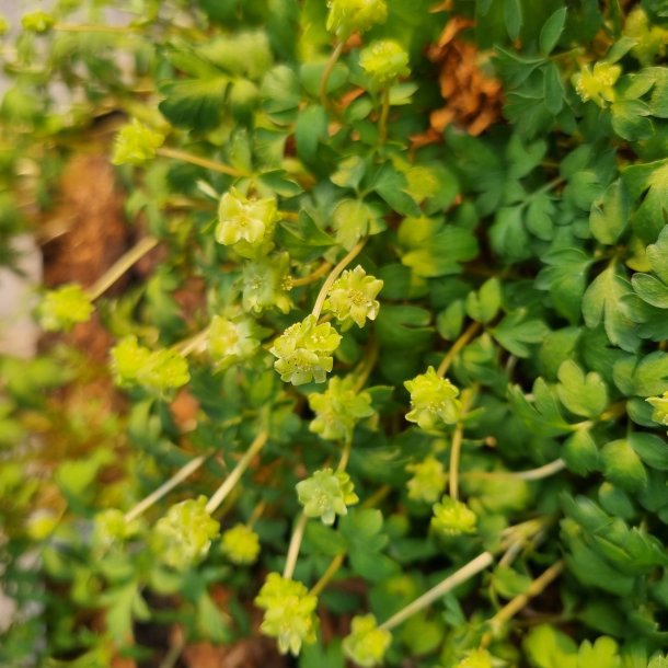 Adoxa moschatellina. <br/>Desmerurt