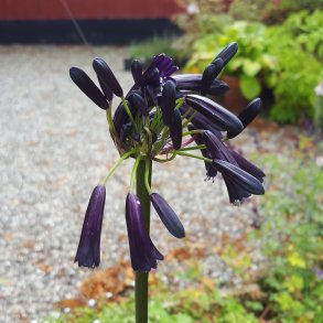 Agapanthus 'Black Magic'.<br/>Sk�rmlilje