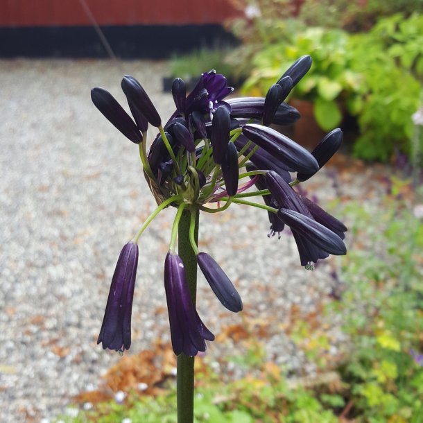 Agapanthus 'Black Magic'.<br/>Sk�rmlilje