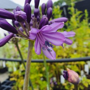 Agapanthus POPPIN PURPLE 'Pm003'.<br/>Sk�rmlilje