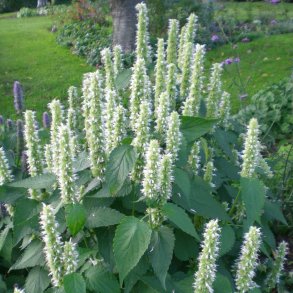 Agastache rugosa f. albiflora 'Alabaster'.<br/> Anisisop
