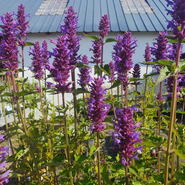 Agastache 'Blue Boa'.<br/>Anisisop